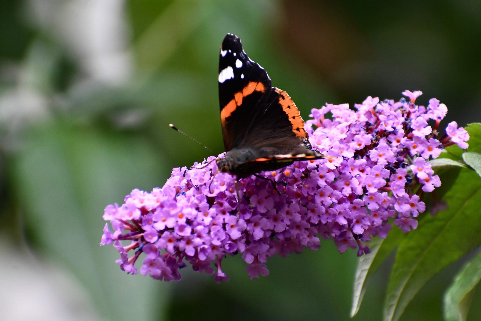 50 VIOLET PURPLE BUTTERFLY BUSH Buddleia Davidii Flower Seeds *Flat S/H
