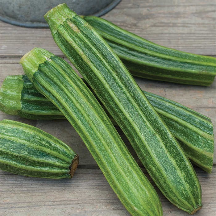 20 Premium Italian Cocozelle Zucchini | NON-GMO | Summer Squash Seeds-B 37