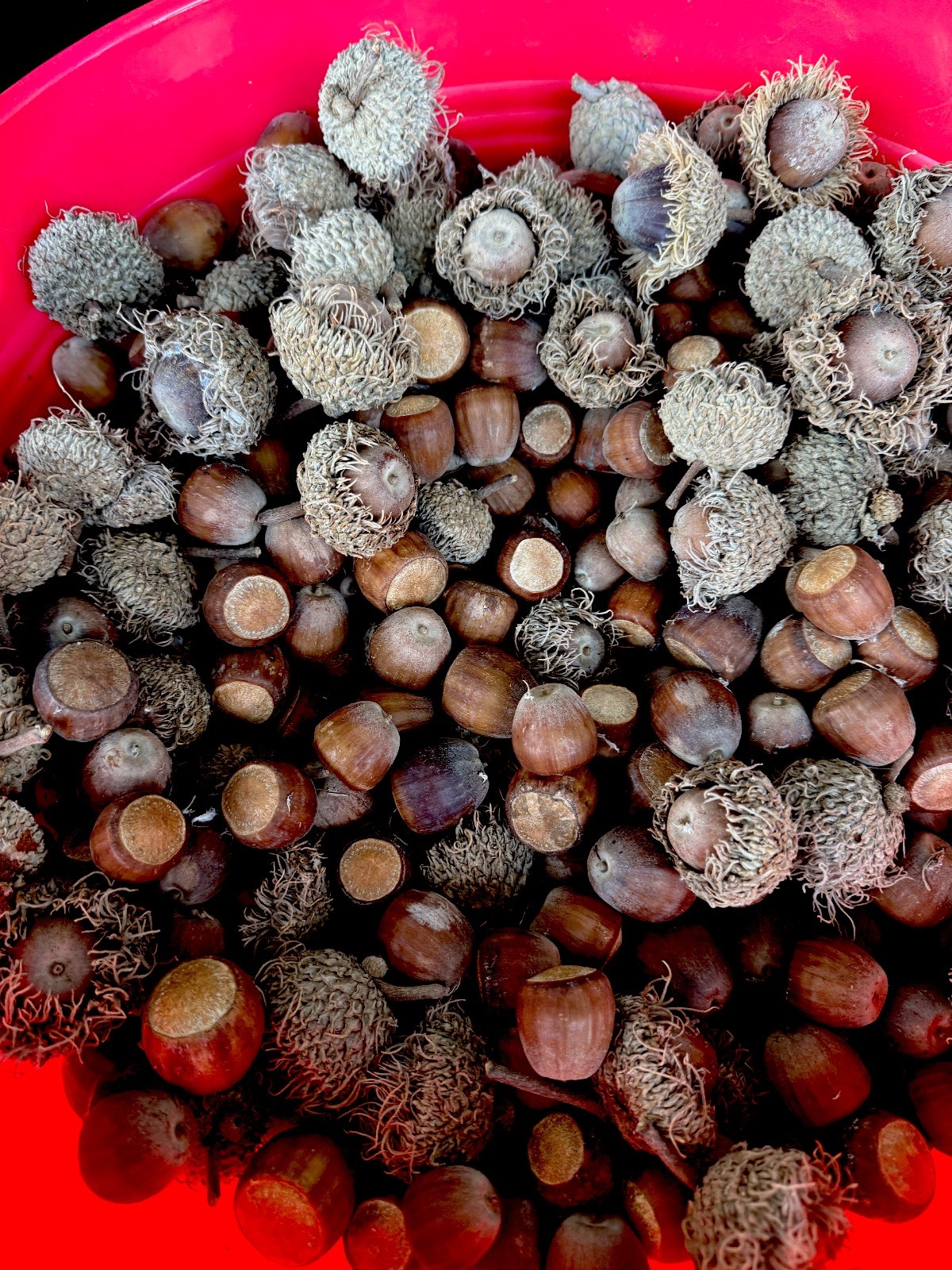 GOING FAST! – 12 Mossy Cup Bur Oak Acorns from Central Texas-Quercus Macrocarpa