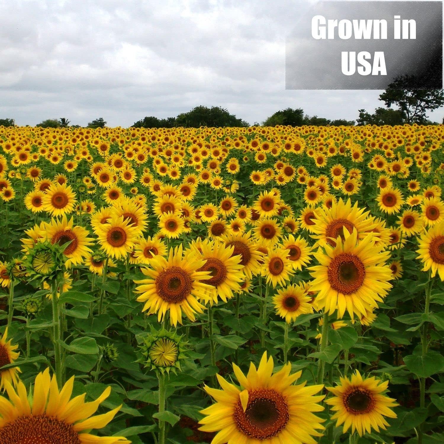 Wildlife Black Oil Sunflower Seeds for Birds and Wildlife, Non-GMO & Grown o…
