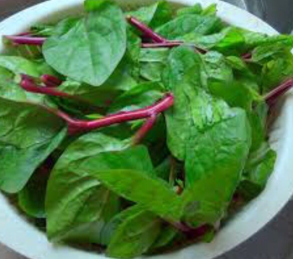 USA 600 Red Stem Malabar Spinach seeds alugbati pak plang mồng tơi Jul-2022 lot