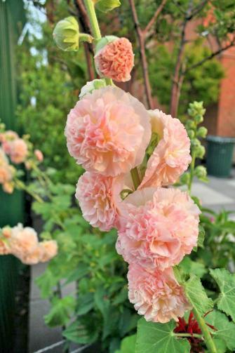 Alcea rosea Chamois 10 seeds