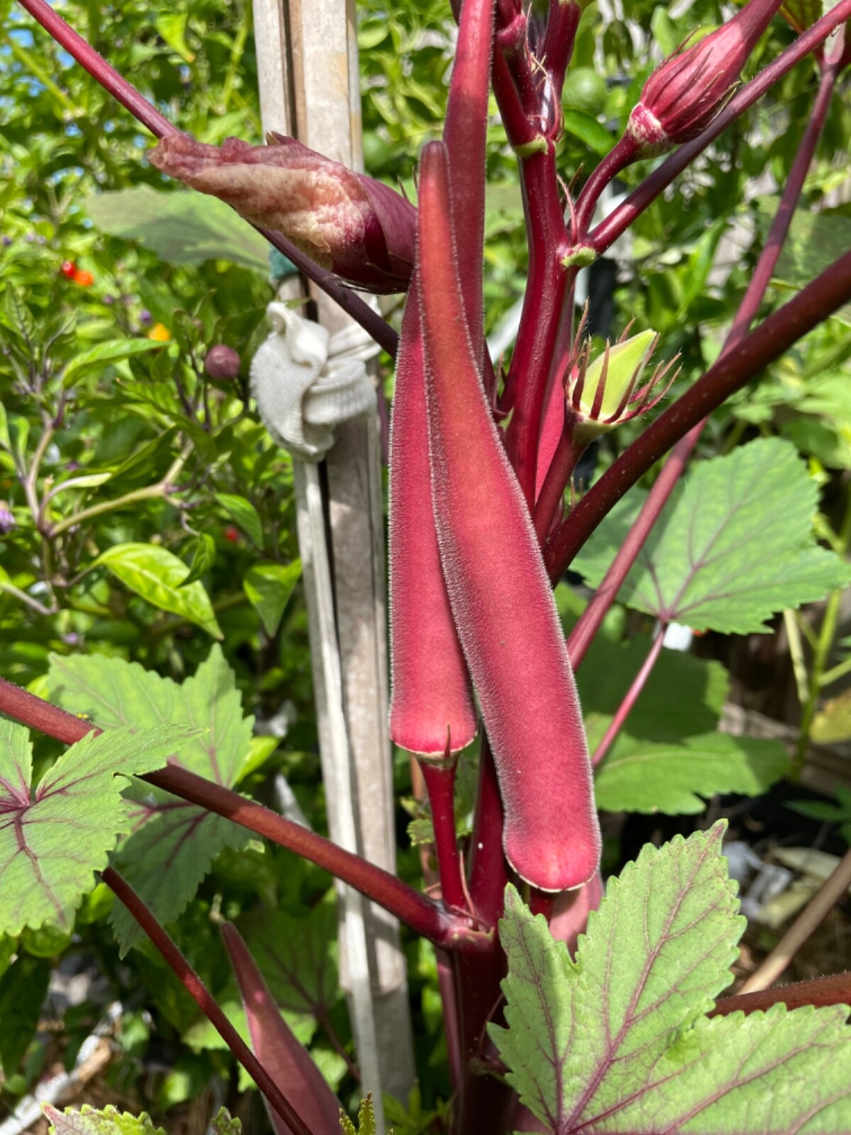 60+ Okinawa Pink Okra Seeds Japanese Open Pollinated Heirloom Early Prolific