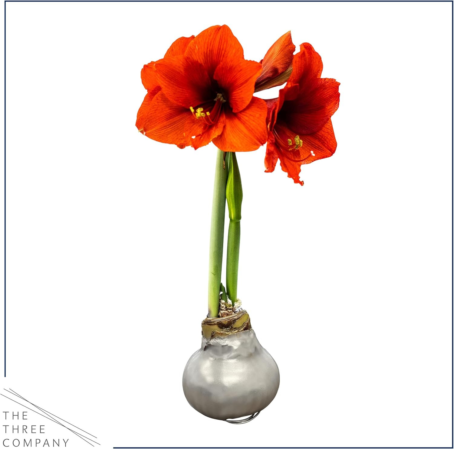 Waxed Amaryllis Bulb – Silver Wax with Red Blooms – Live Holiday Gift Plant, Eas