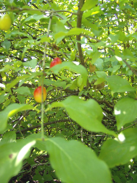10 CORNELIAN CHERRY DOGWOOD SEEDS – Cornus mas