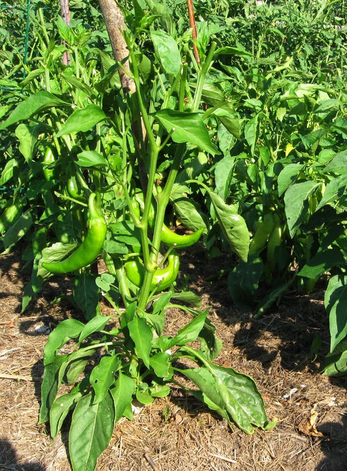 Anaheim chili hot pepper seeds non-gmo heirloom open pollinated awesome flavor!