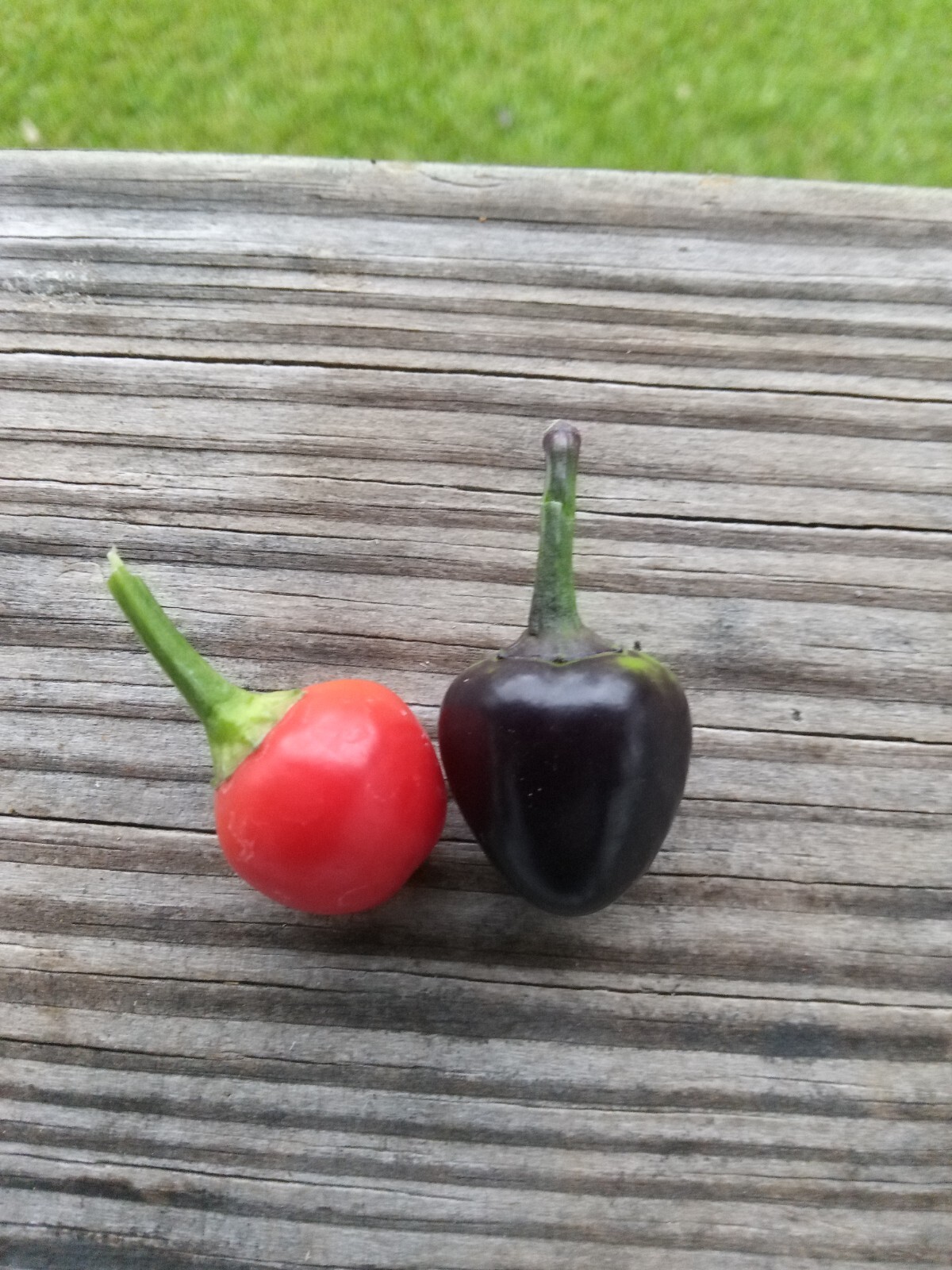 Purple Side Kick Pepper Seeds (Sweet&Spicy)