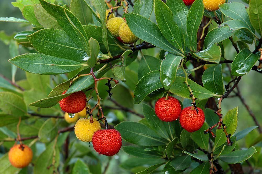 50+ Strawberry Tree Seeds – Arbutus unedo – Non-GMO Seeds, Grown and Shipped fro