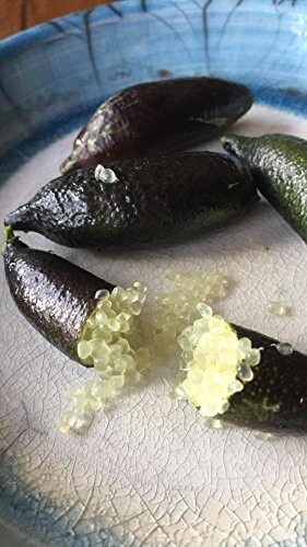Freshly Picked 40 gram (1.41 oz) Finger Lime Fingerlimes Citrus Cavia 6 to 8 Pcs
