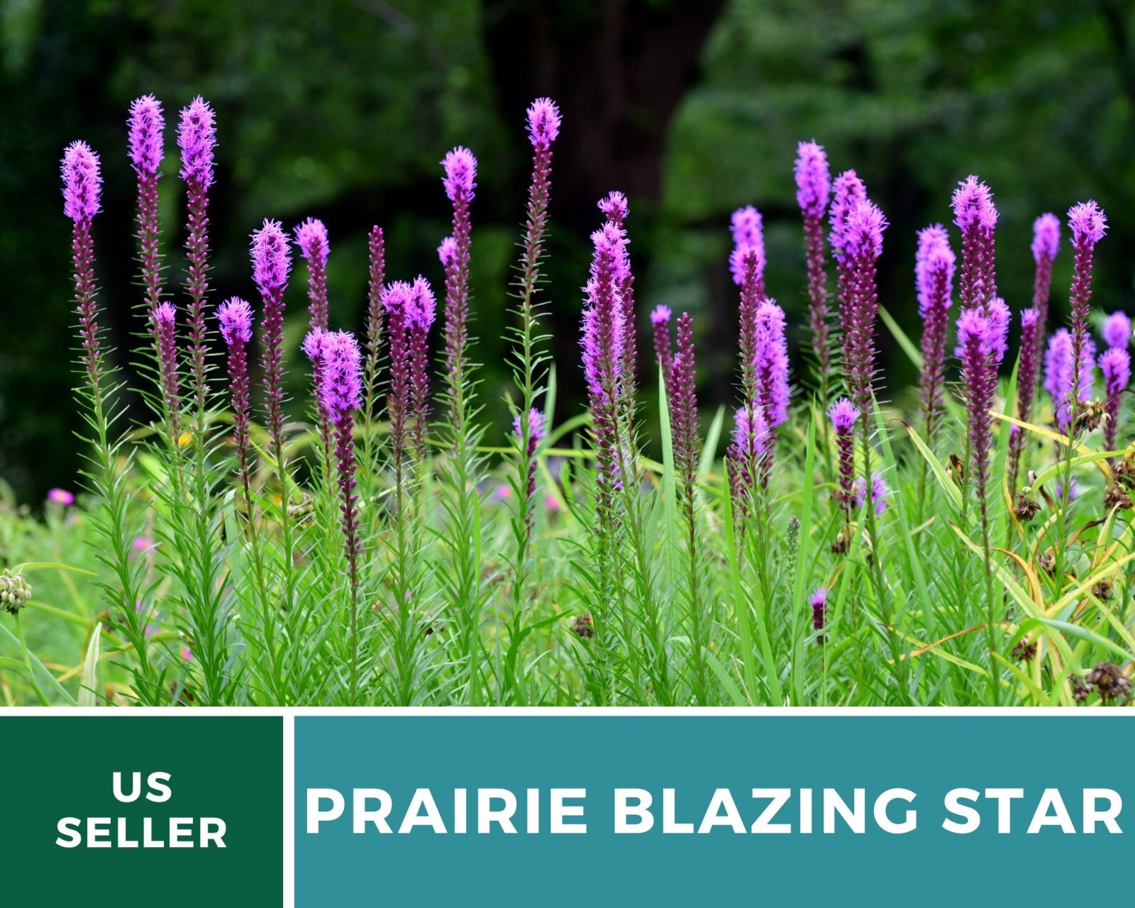 Blazing Star, Prairie – 50 Seeds, Heirloom Flower (Liatris pycnostachya)