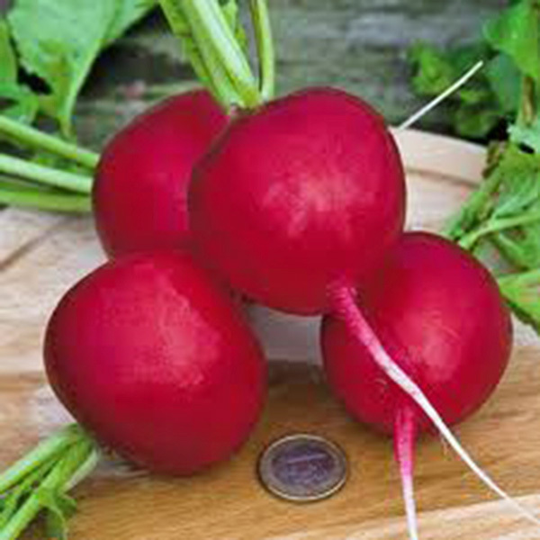 RADISH, CHAMPION, HEIRLOOM, ORGANICLY GROWN 50+ SEEDS, PERFECT SALAD RADISH