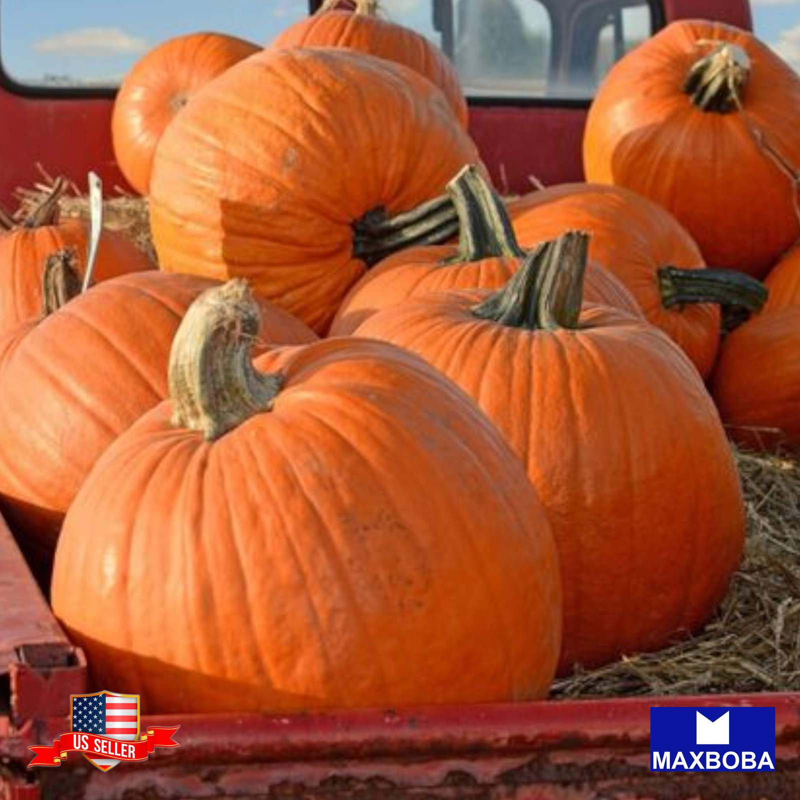 16+ Pumpkin Seeds – Big Max Non-GMO Heirloom BOGO 50% OFF