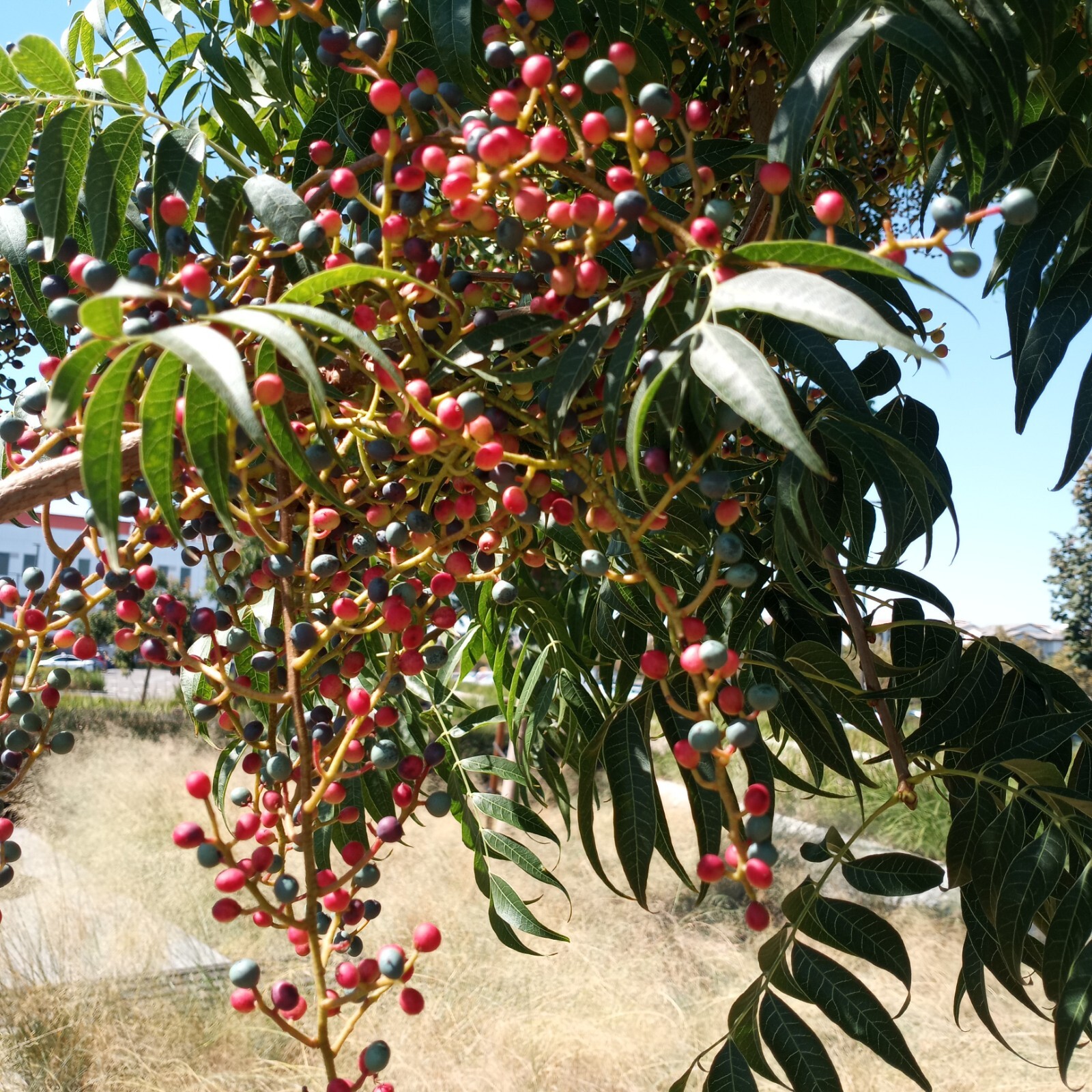 20 Chinese Pistachio Pistache, Pistacia chinensis Tree Seeds Hardy Bonsai Plant