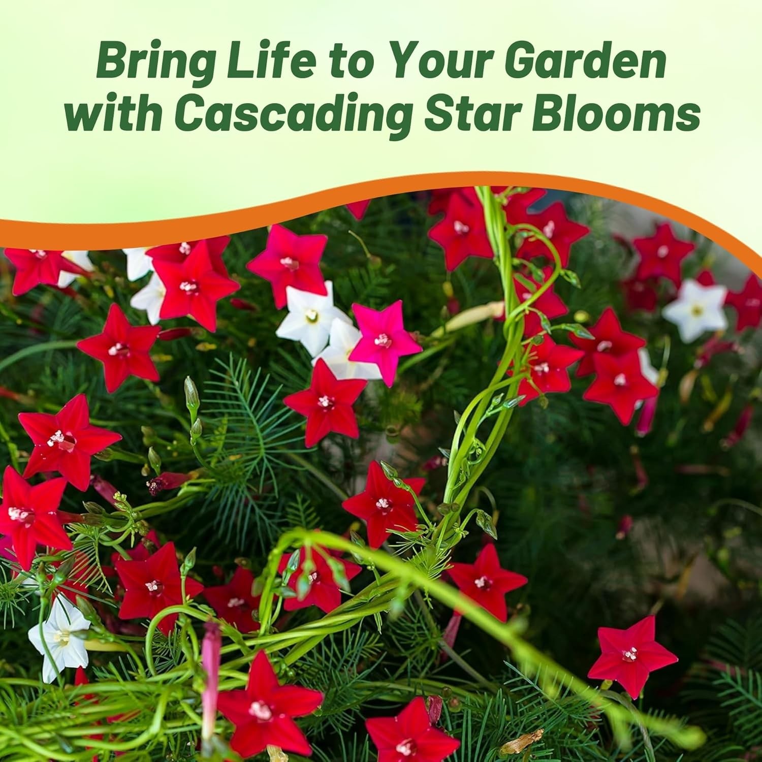 200 Seeds Cypress Vine Seeds For Planting – Ipomoea Pennata Mix Flower Seeds