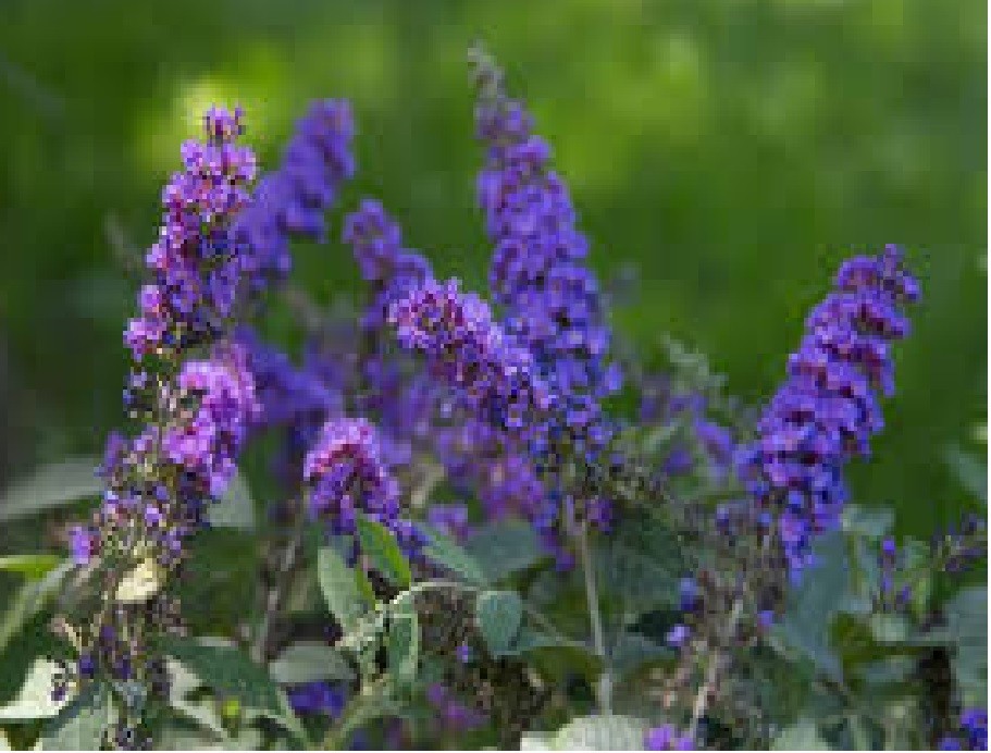500 + Seeds True ” Purple ” Butterfly Budhelia Bush Perennial USA Seller