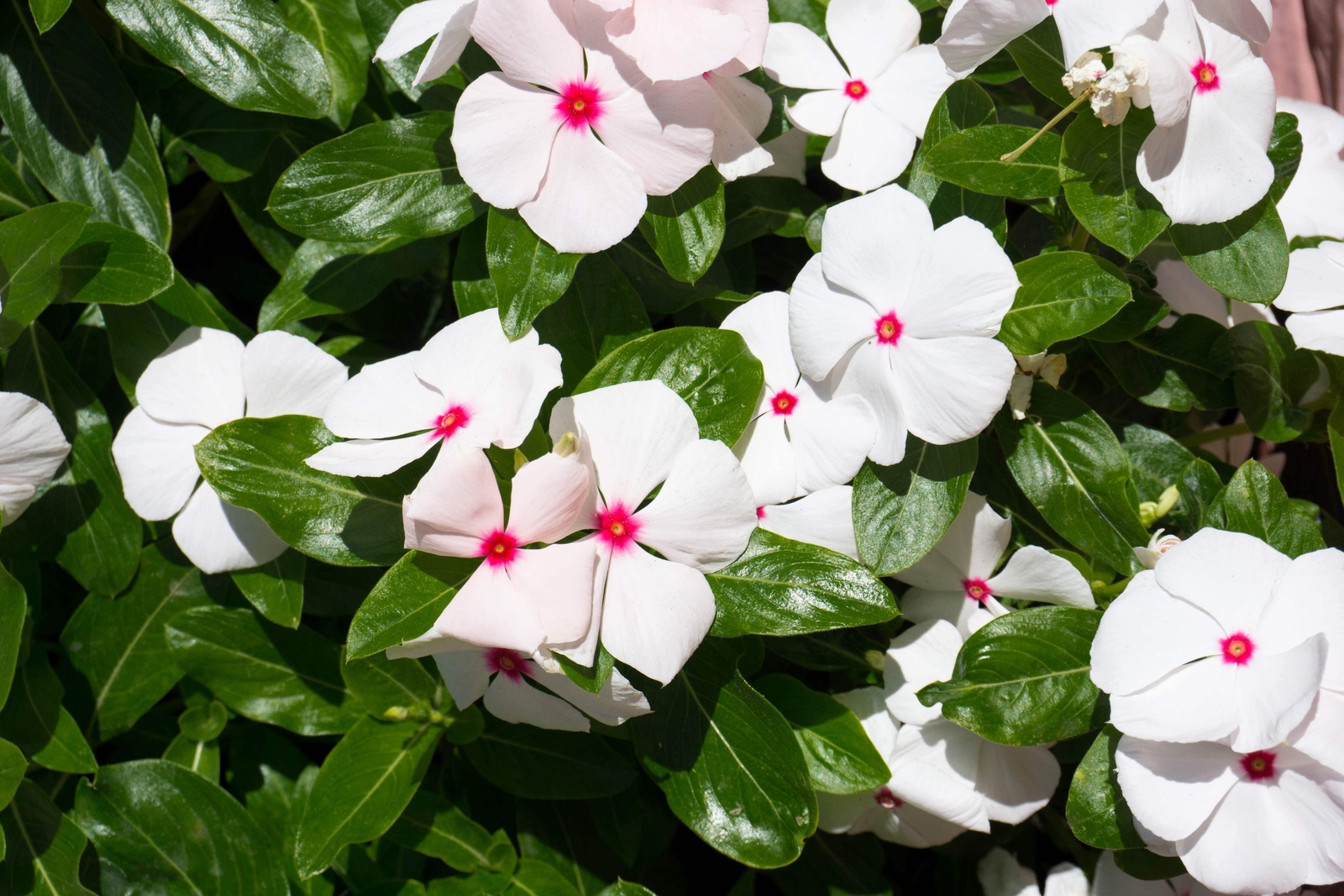 100 BRIGHT EYES PERIWINKLE Vinca Rosea Catharanthu Dwarf White Pink Flower Seeds