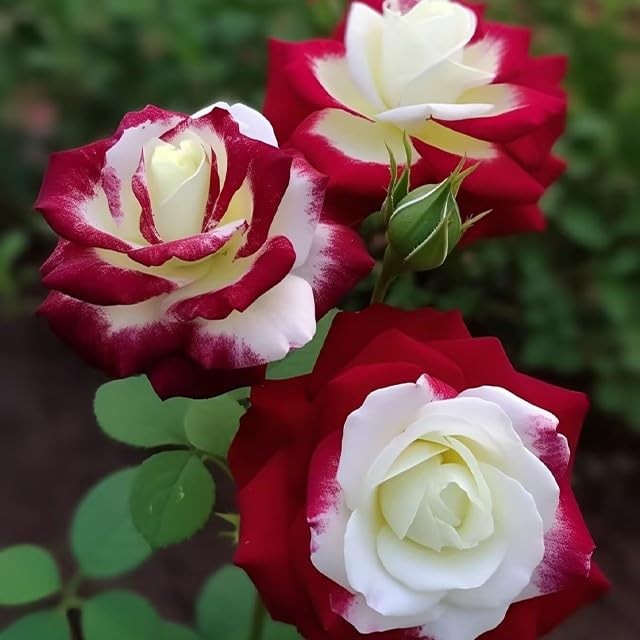 20 Rare Twin Red White Rose Flower Seeds for Planting – Captivating Garden Bloom