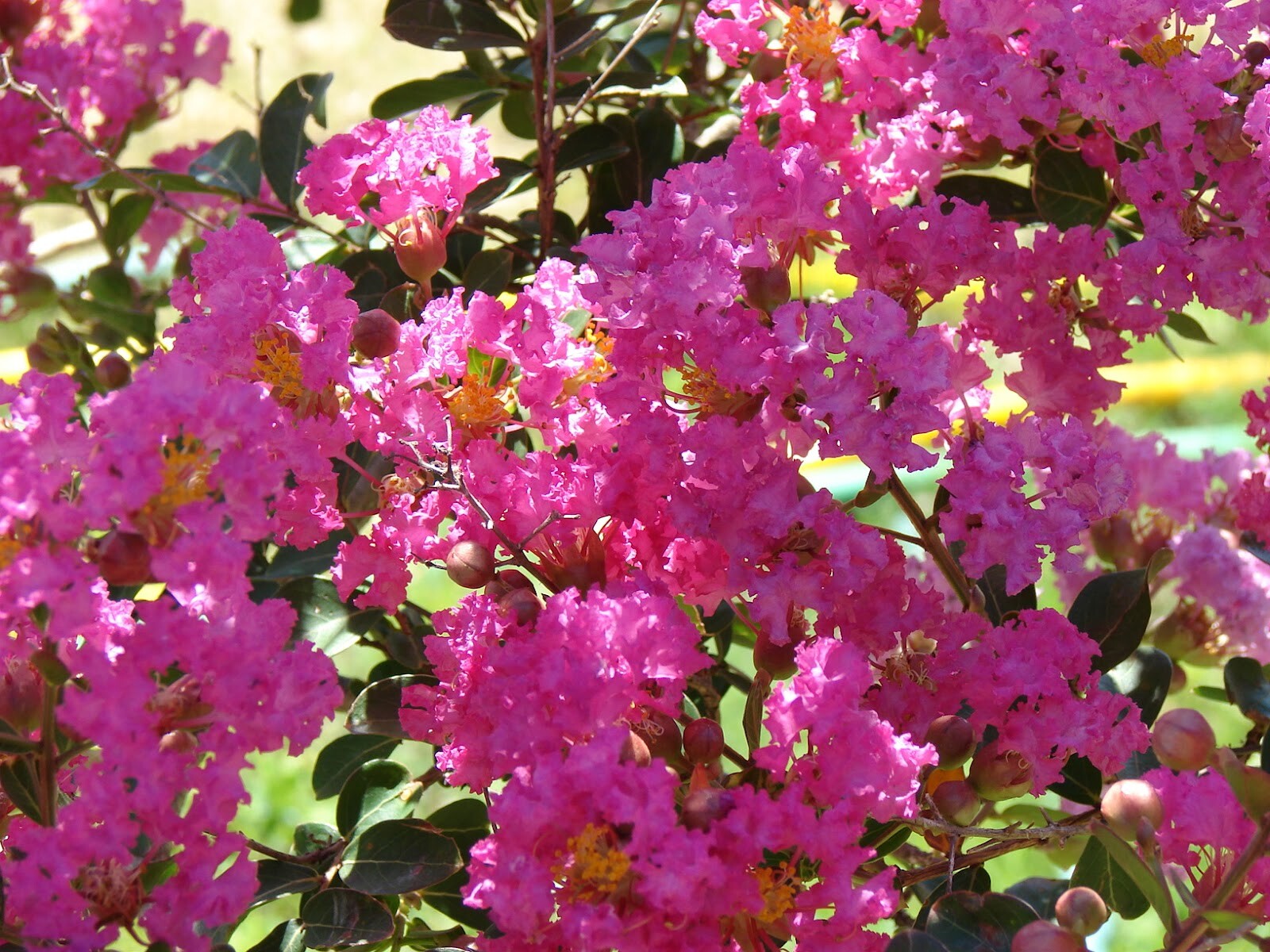 1(One) Live Plant of HOT PINK CREPE MYRTLE TREE 8-14″ Tall (ROOTED)