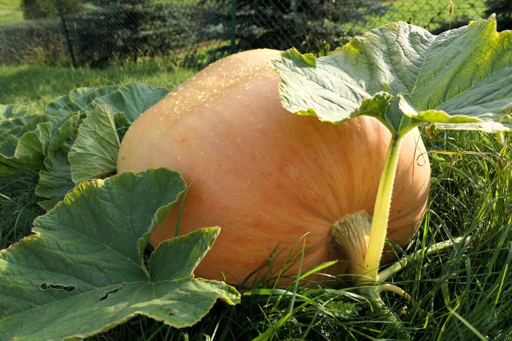 Big Max Pumpkin Seeds | 20 Seeds | Prized for Being Giant and Symmetrical, Great