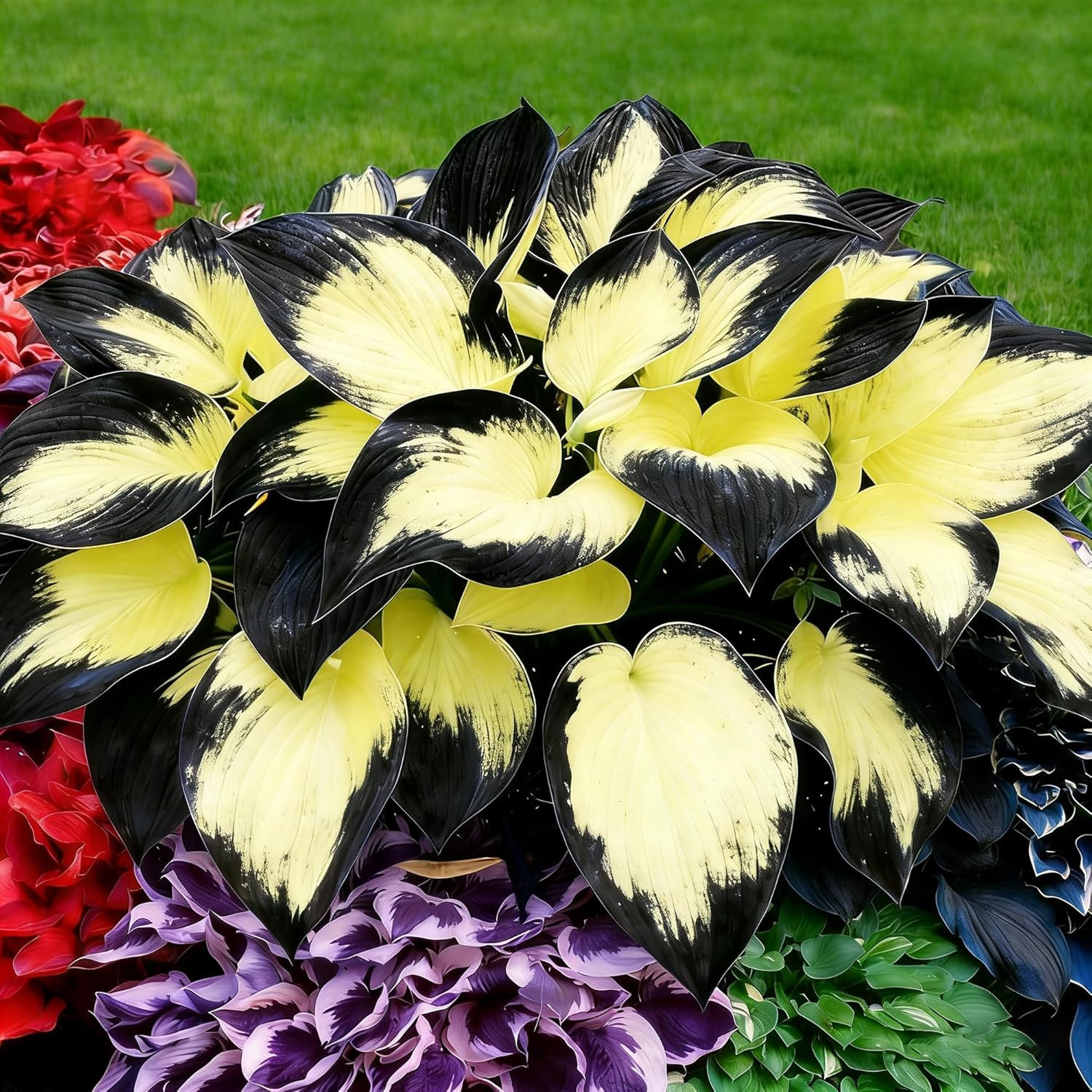 Mixrug Hosta Seeds for Planting, 200+pcs Rare Perennial Flower Mix