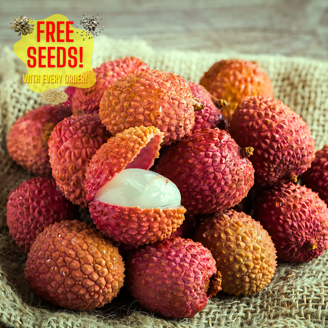 Fresh Premium Sweet Lychee Seeds | 5 Seeds | Heirloom Non-GMO | Fruit Seeds