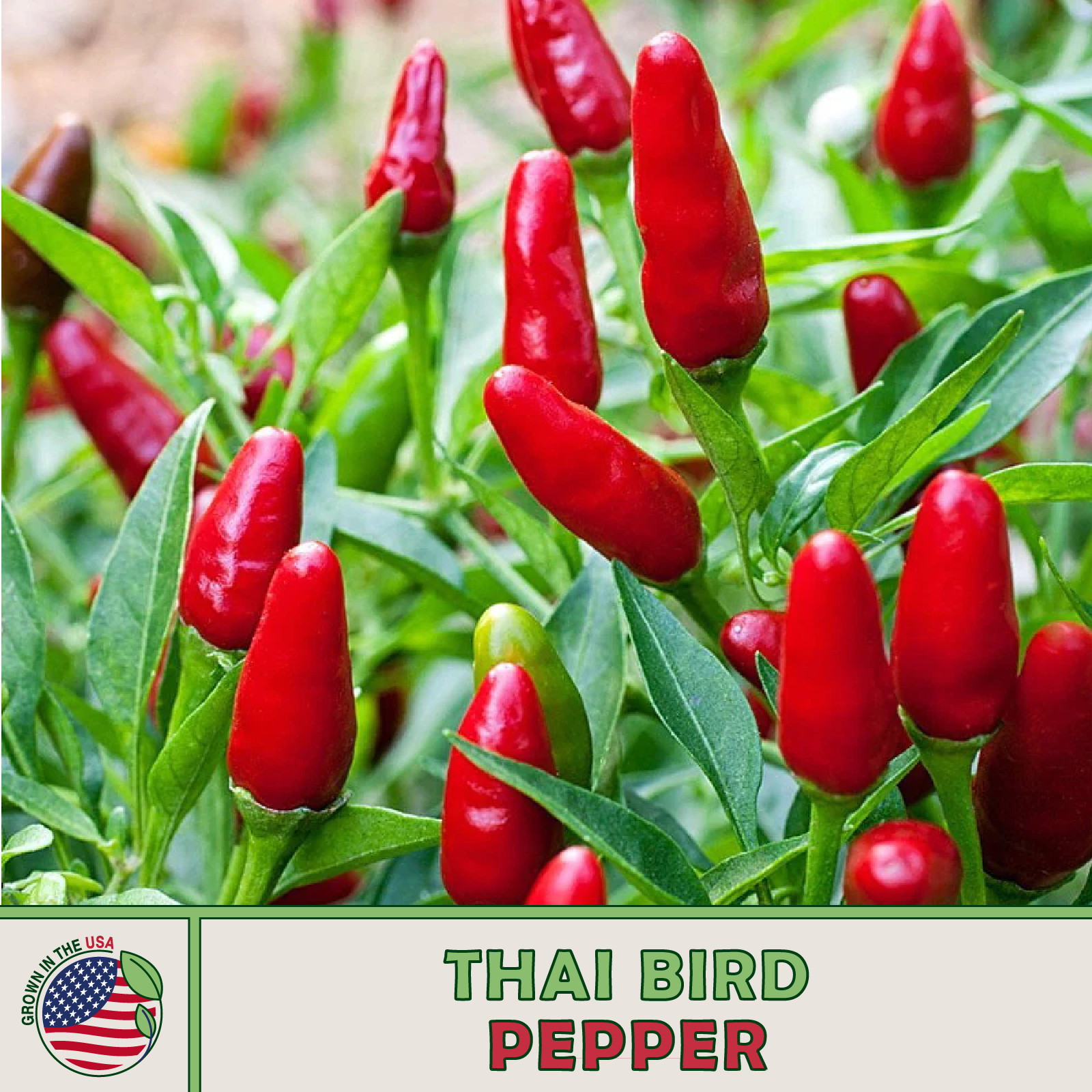 50 Thai Hot Bird Pepper Seeds, Heirloom, Non GMO, Genuine USA