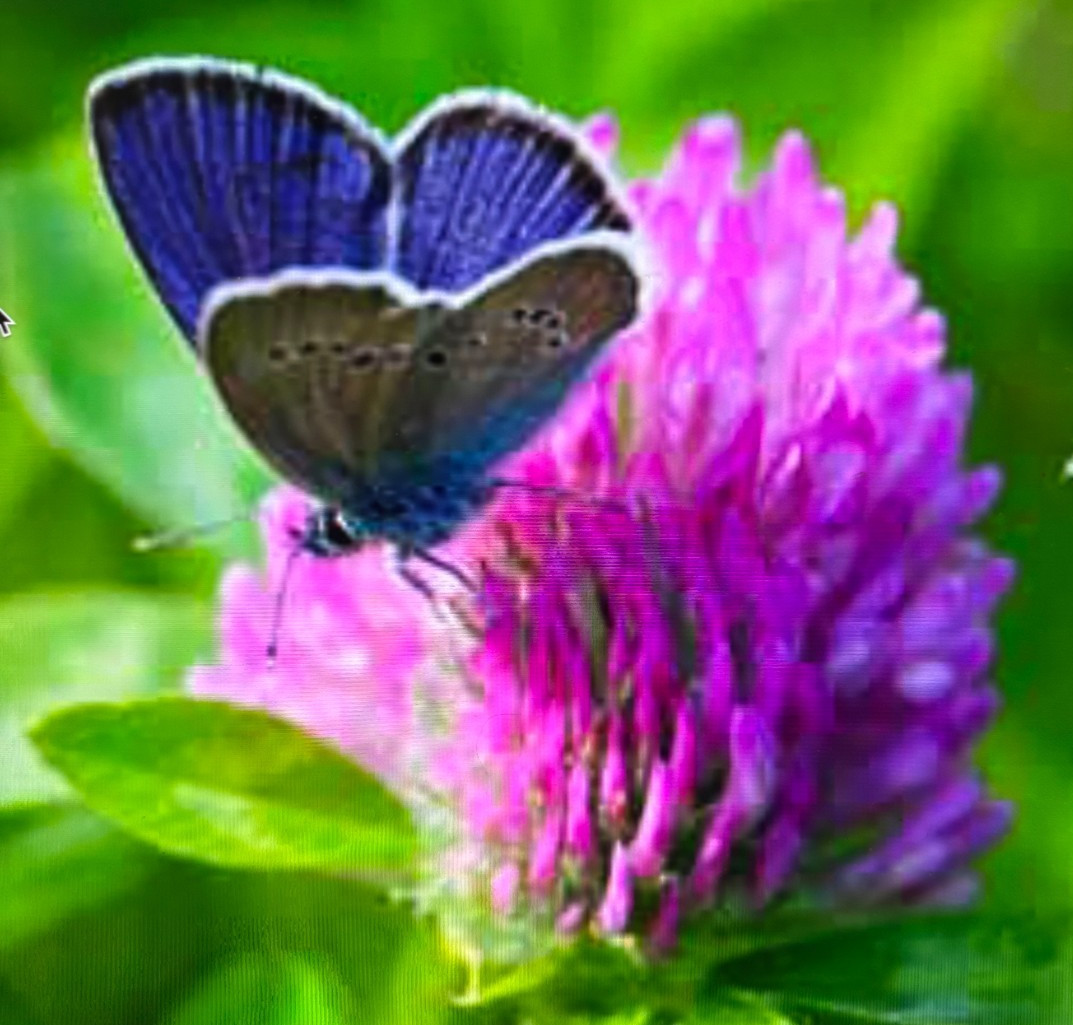 Oregon Grown Red Clover Seed