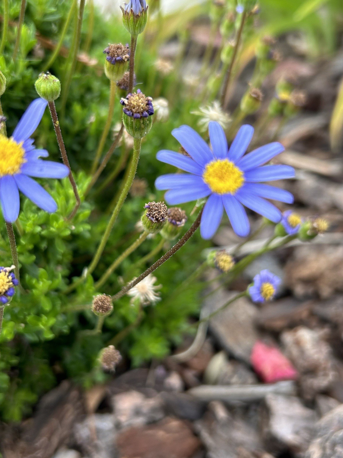 Blue Daisy, Felicia Amelloides – 50 Seeds 2025 – USA