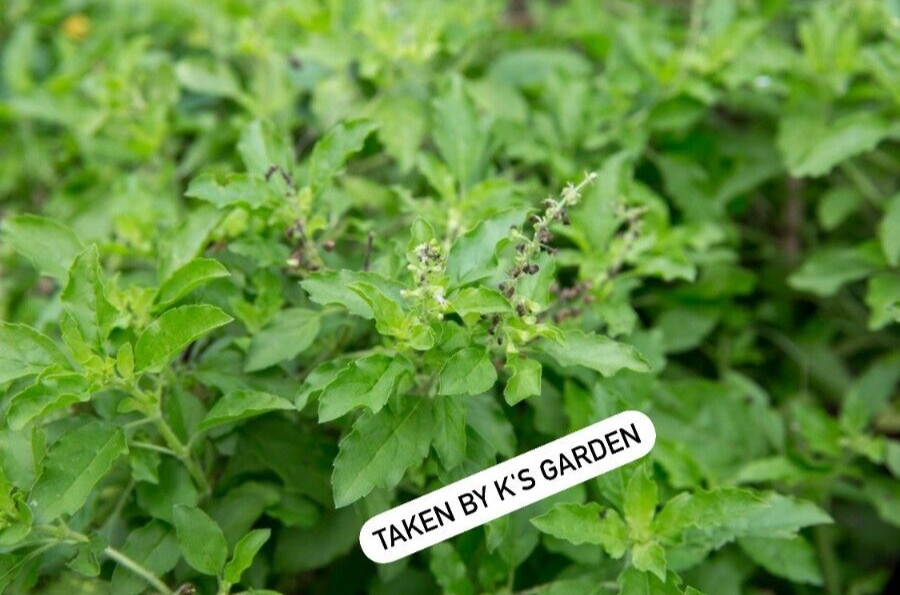 HOLY BASIL SEEDS, กะเพราขาว – HẠT HƯƠNG NHU TÍA (500+ PCS)
