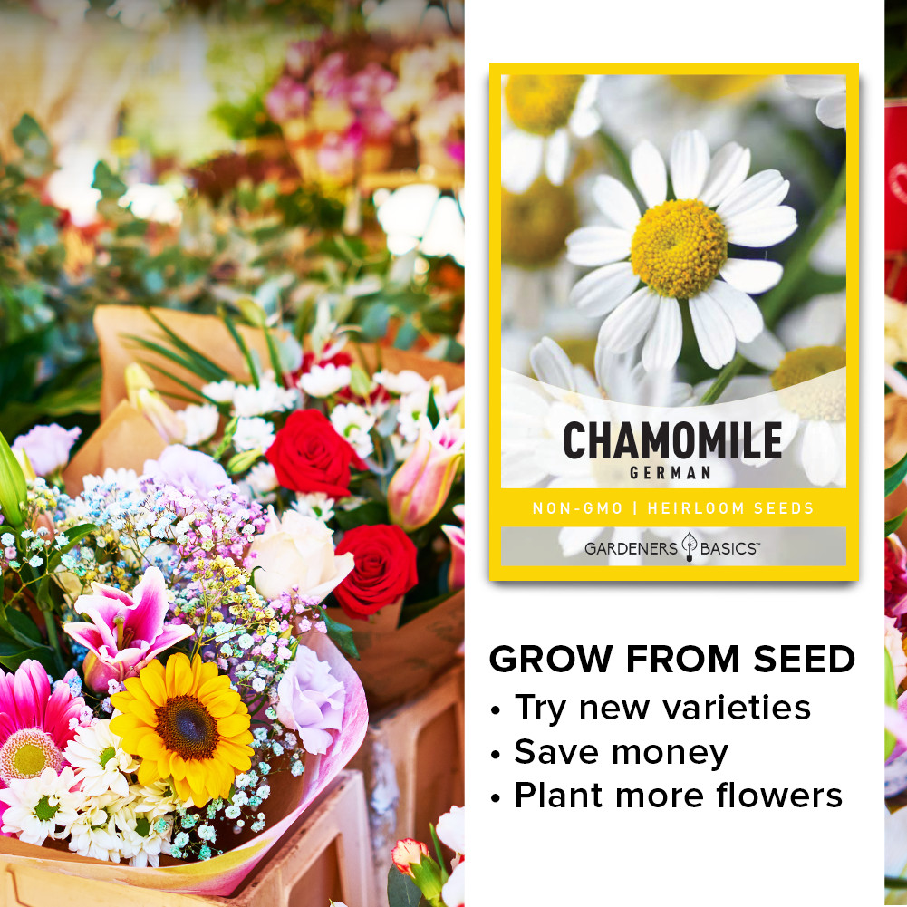 German Chamomile Seeds