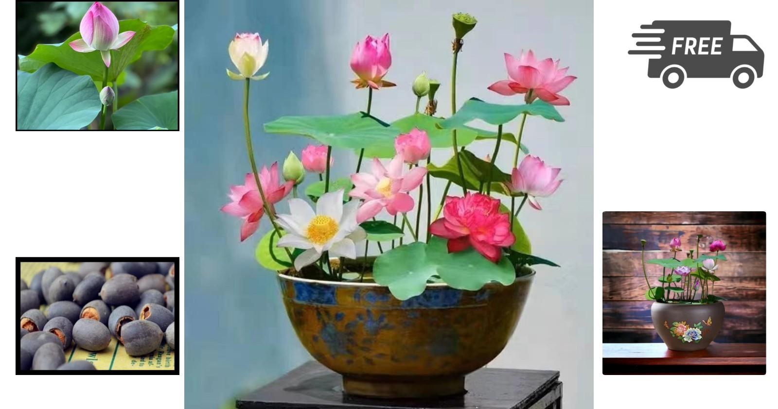 Lotus Seeds Water Plants Pond Garden Indoor Outdoor Blooming Flowers