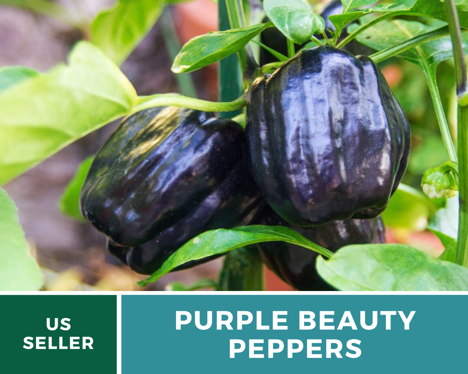 Pepper, Purple Beauty Sweet – 30 Seeds – Easy to Grow – Heirloom – GMO Free