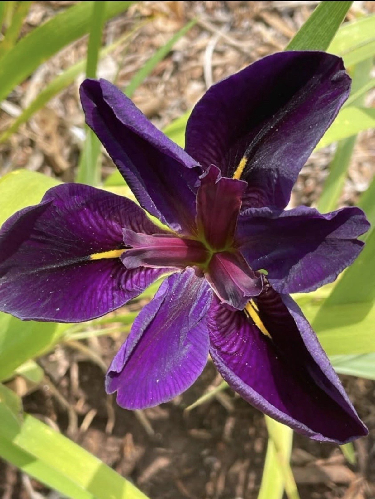 Black Gamecock Luisiana Iris – 1 Fresh Dug Rhizome
