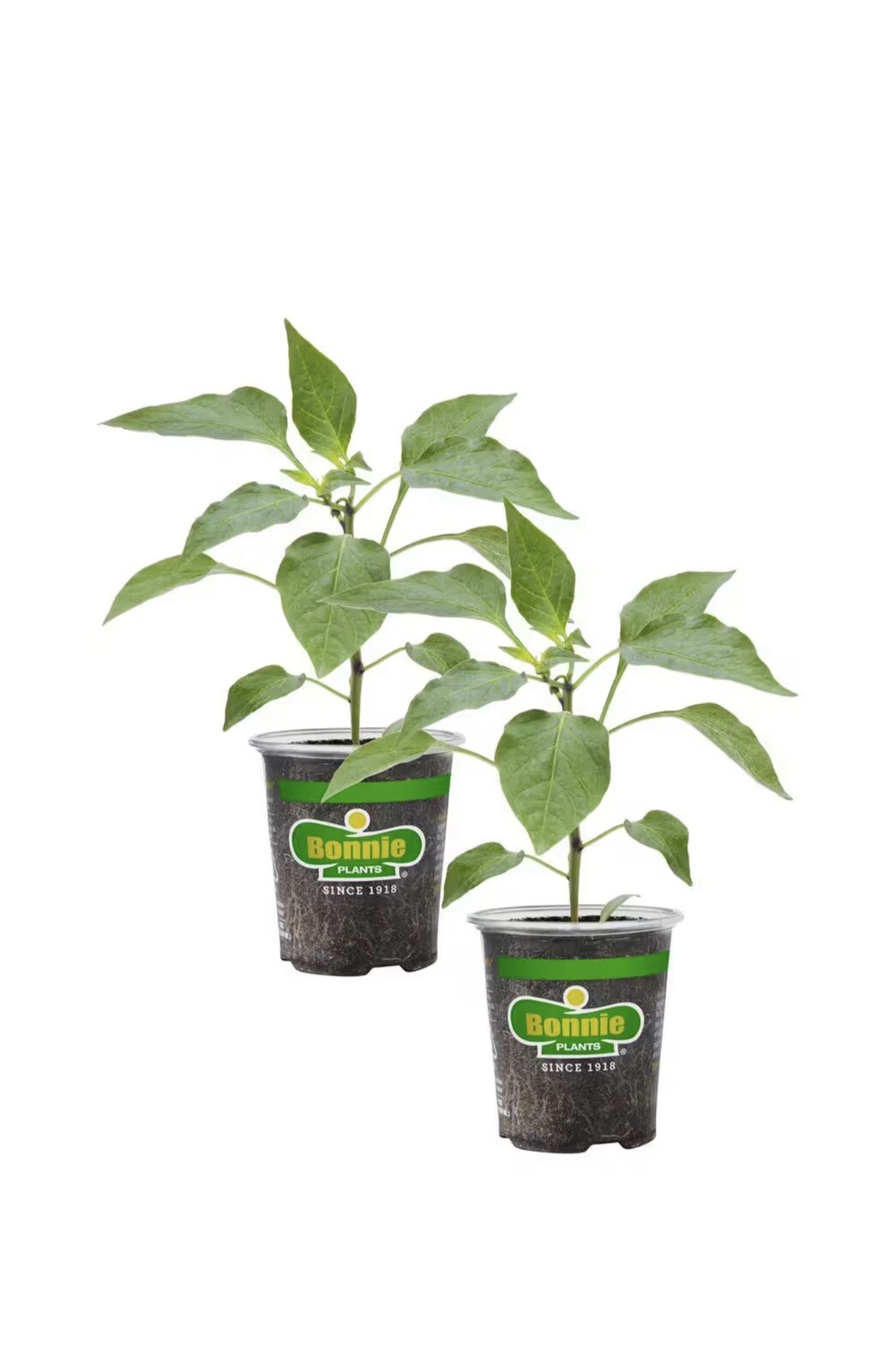 Live Tabasco Pepper Plant