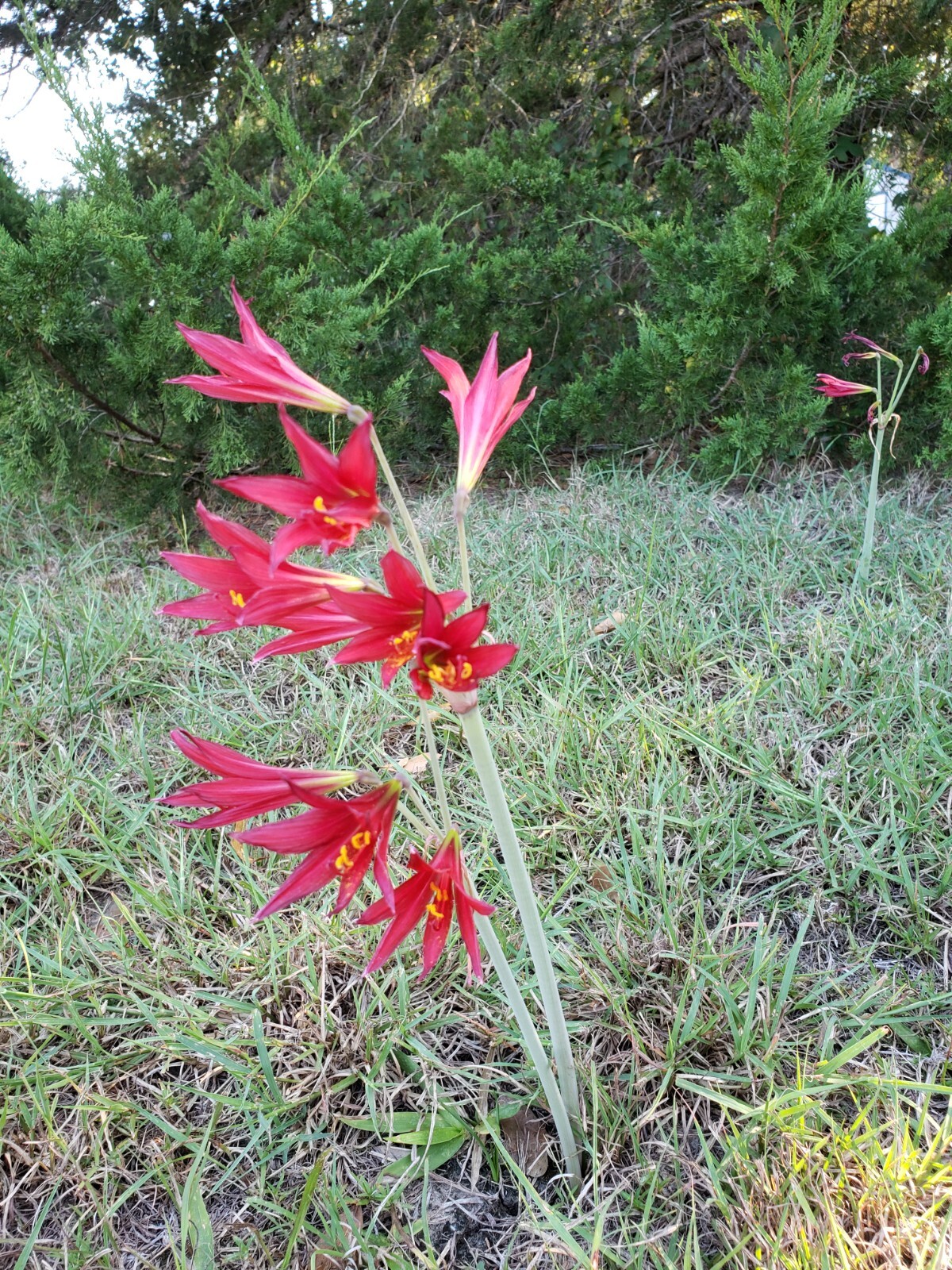Oxblood Lily Bulbs Lilies Rain Schoolhouse Hurricane Rhodophiala bifida