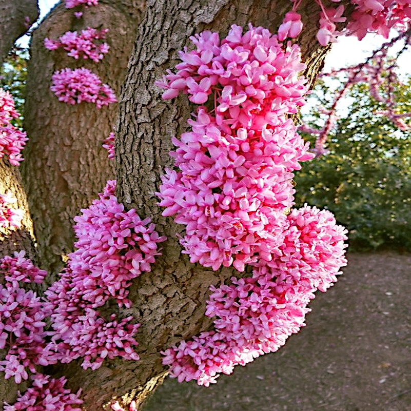 Judas Tree Seeds (Cercis siliquastrum) Mediterranean Redbud Plant Fast Hardy-4