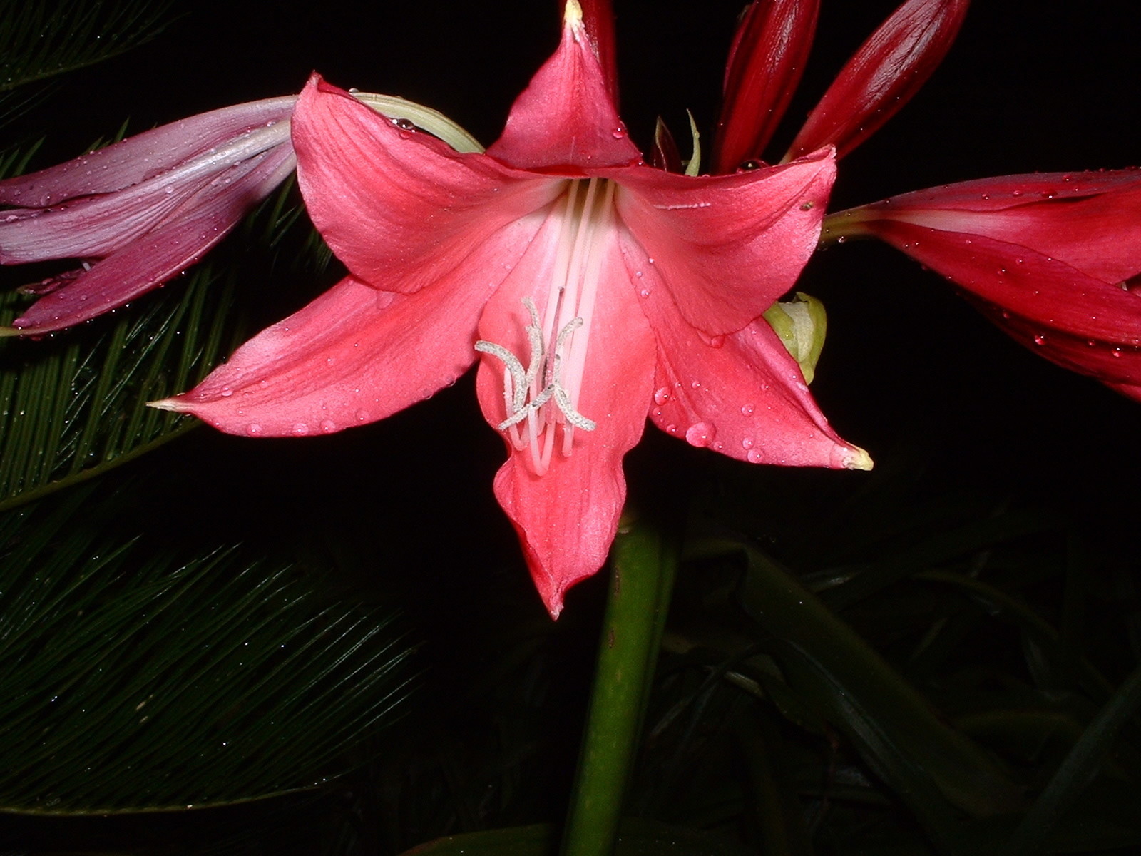 Crinum Lily, Magenta Lady, medium-size bulb