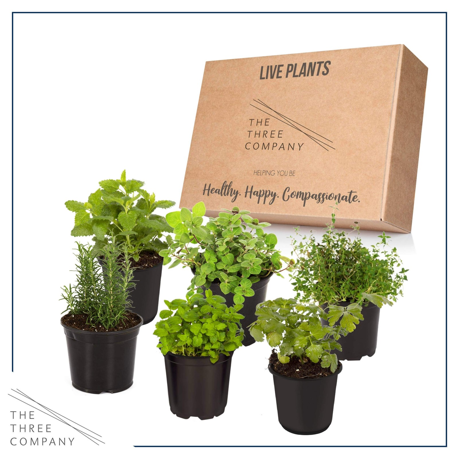 Live Aromatic and Edible Herb Assortment (Rosemary, Eucalyptus, Mint, Lemon B…