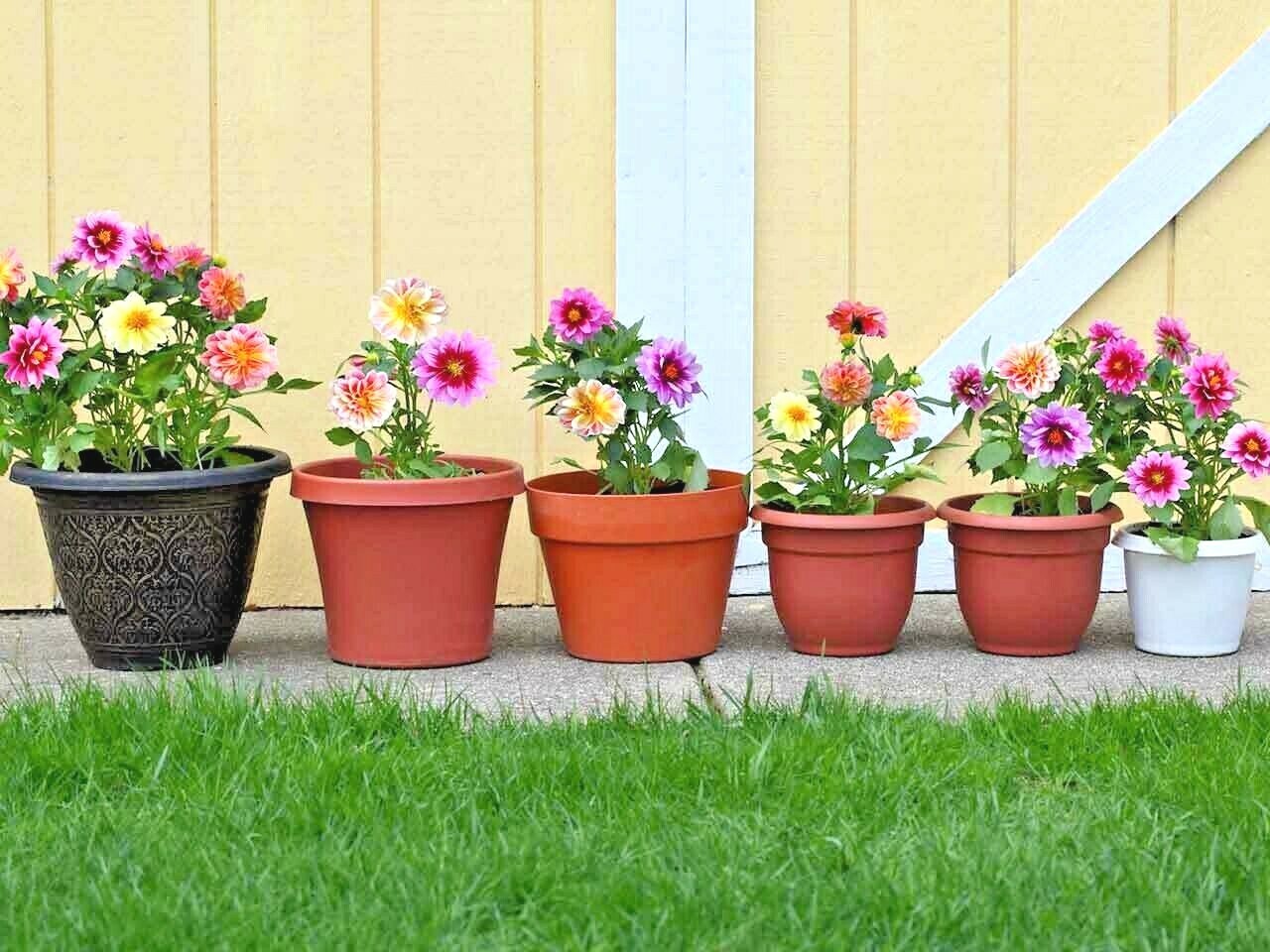 301+Dwarf DAHLIA Patio Mix Seeds 16″ Tall Summer Flower Garden Patio Container