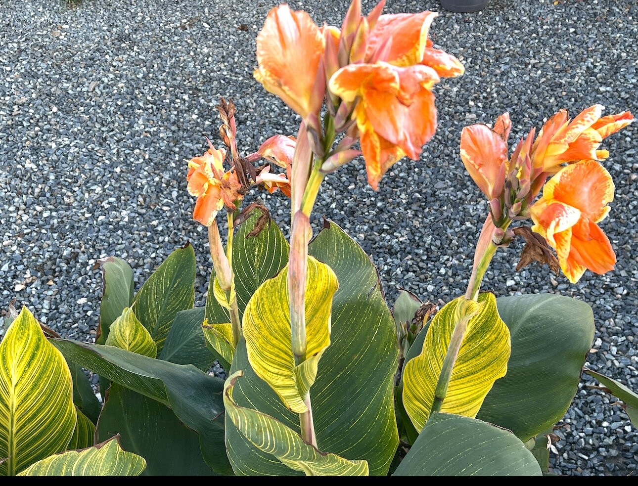 Canna Lily (Tropicana ) 2 Rhizome/bulb