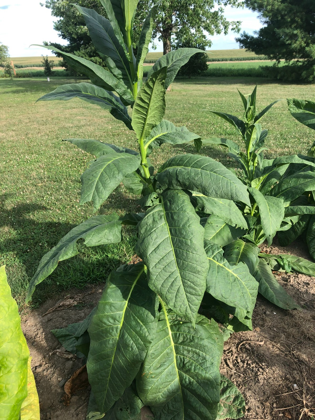 Louisiana Perique Tobacco Seeds ~5K Non-GMO Free Ship No Track ~2 Weeks Arr Read