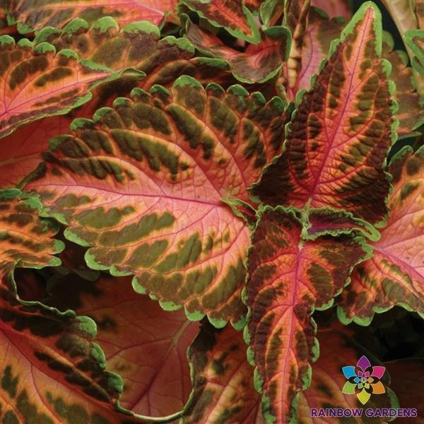 25+ Wizard Coral Sunrise Coleus Seeds for Garden Planting – USA – FREE SHIPPING!