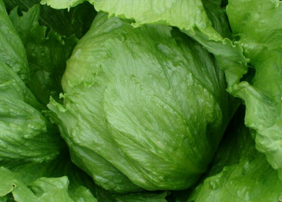 ICEBERG LETTUCE SEEDS 500+ HEAD lettuce VEGETABLE garden SALAD FREE SHIPPING