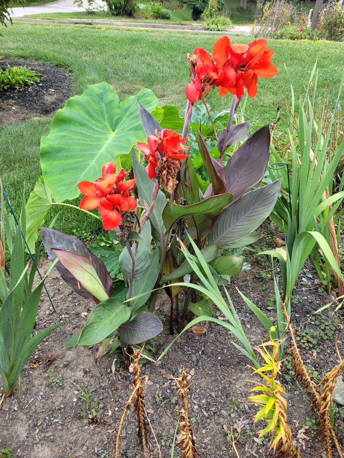 50 Canna Lily Seeds -Connova -Red Flwr -Bronze Leaf – 3-4 ft tall Free Ship