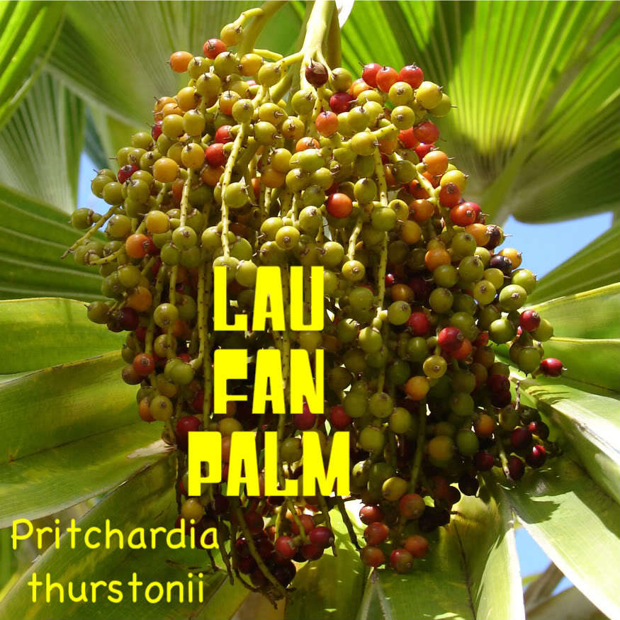500 Seeds ~Dwarf FIJI FAN Palm~ Pritchardia thurstonii Rare ~LAU FAN PALM SEED~