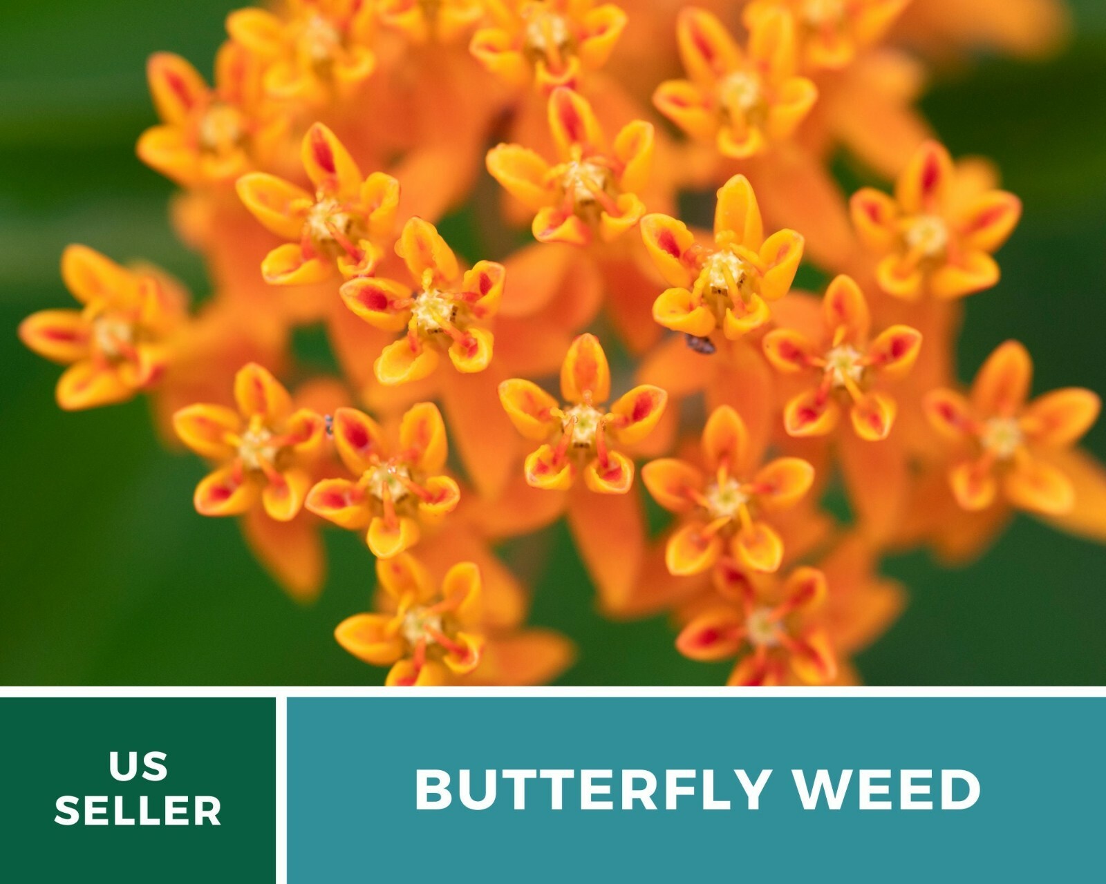 Butterfly Weed (Orange Milkweed) – 35 Seeds, Heirloom Flower (Asclepias tuberosa