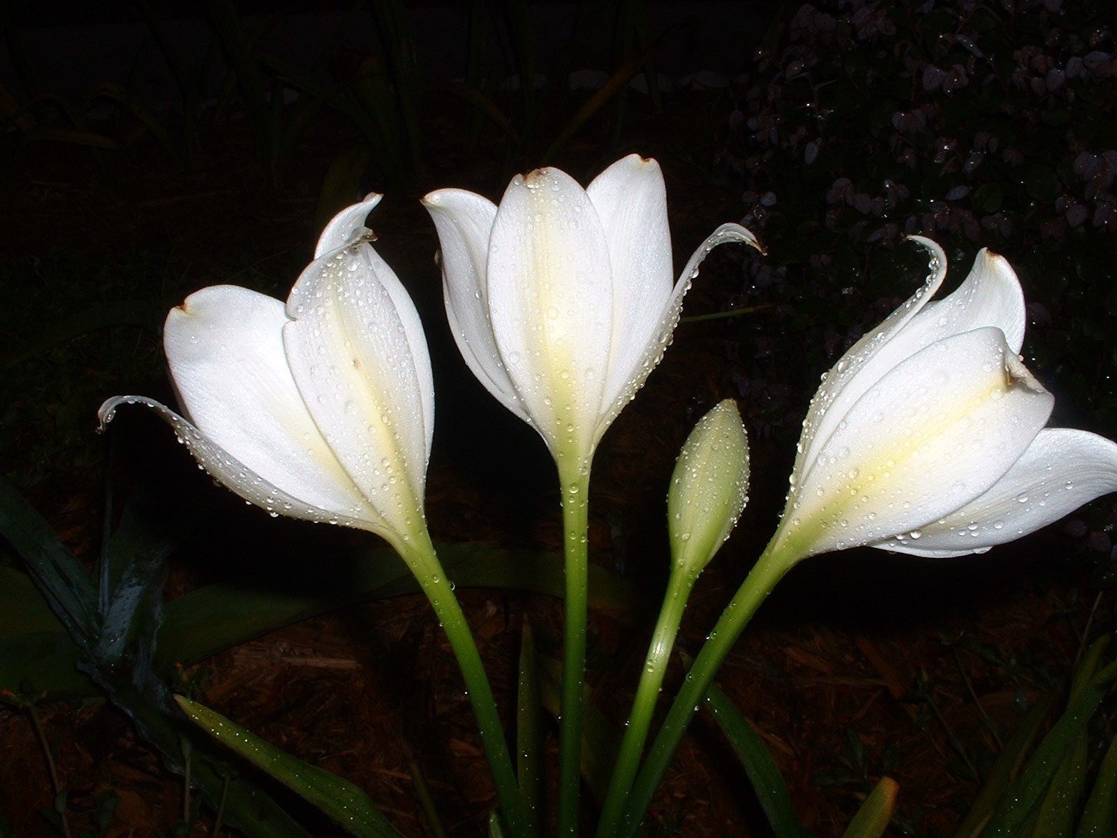 Crinum Lily, Jagus Jaguar, medium-size bulb, NEW, vanilla scent