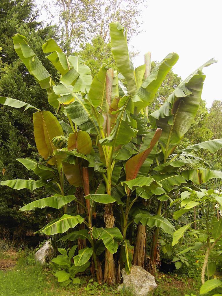 Musa sikkimensis HARDY BANANA Exotic Seeds!