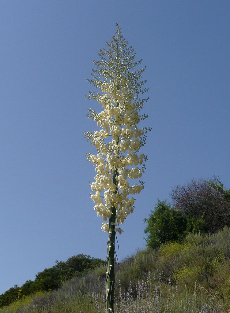 (500) Chaparral Yucca Seeds (Hesperoyucca whipplei)(Our Lord’s Candle)