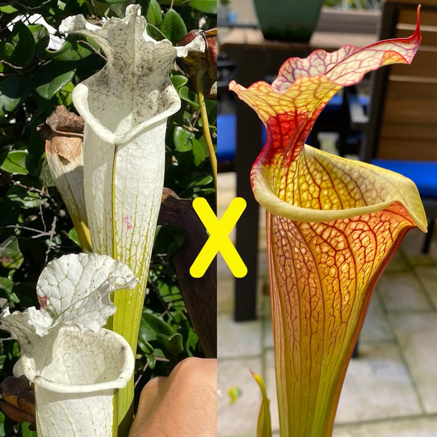 Sarracenia Hurricane Creek Clone F x Leah Wilkerson – Fresh 2025 Seeds